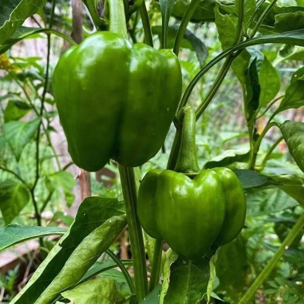 Hot Adıyaman Stuffing Pepper Seed