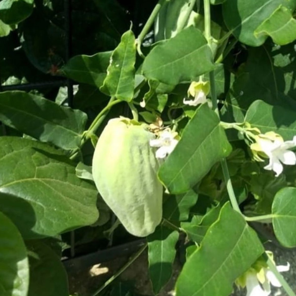 Tree Okra Seed