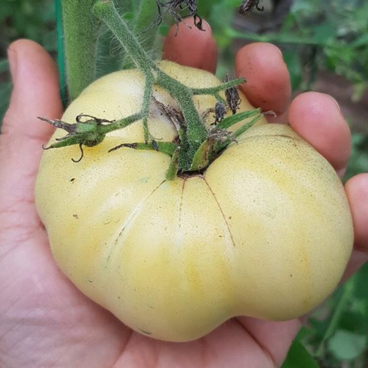 German White Tomato Seed