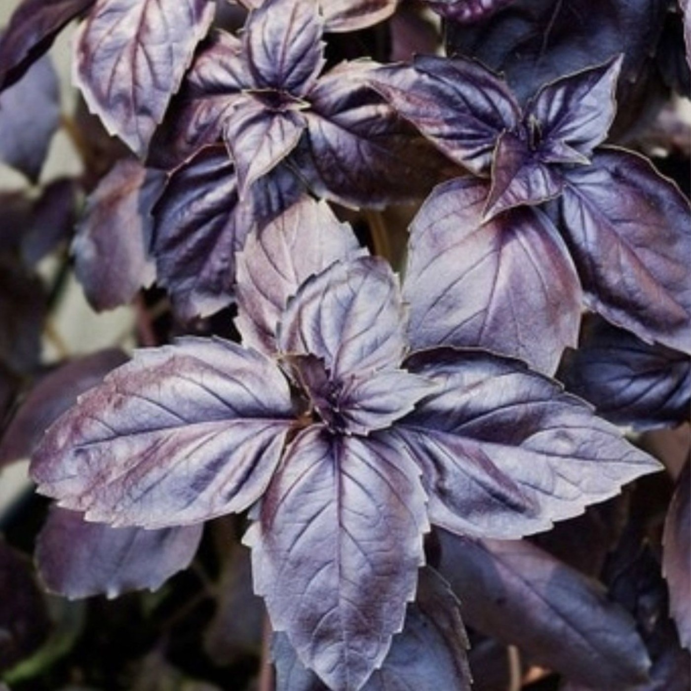 Arapgir Purple Basil Seed