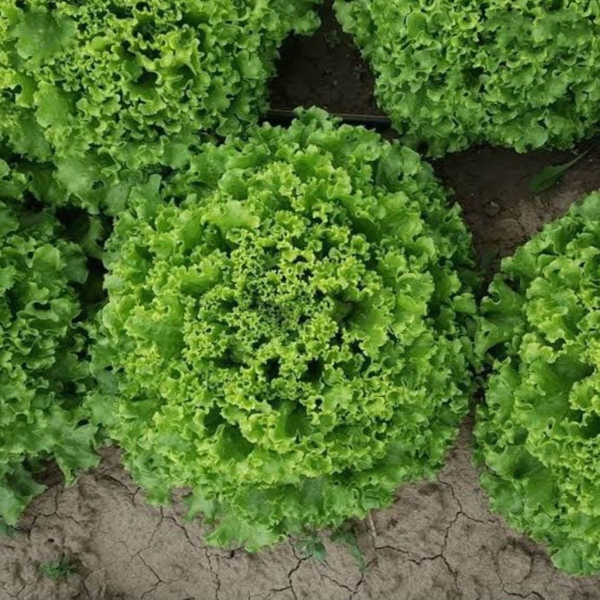 Frisee Curly Lettuce Seed