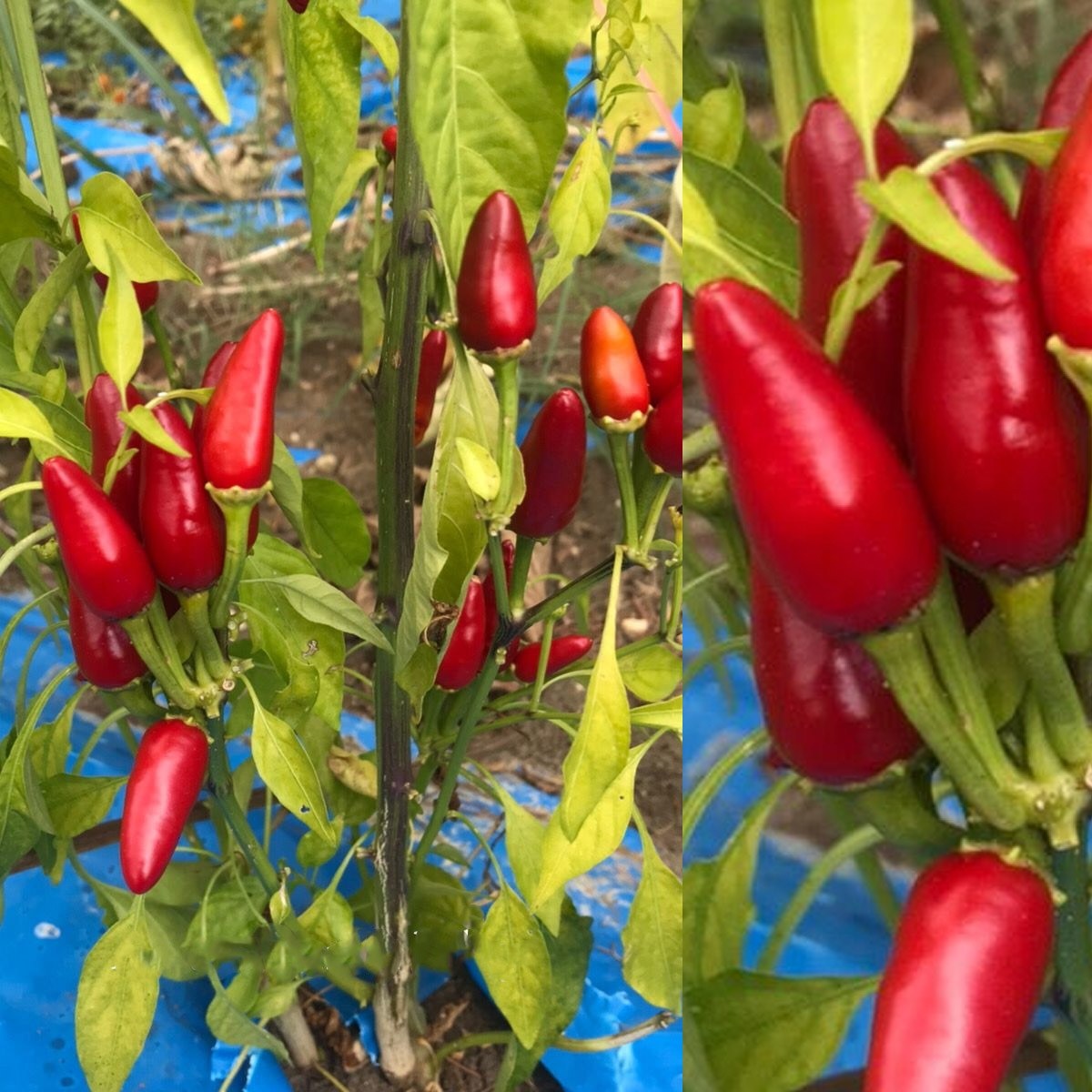 Mild Hot Conical Pepper Seed
