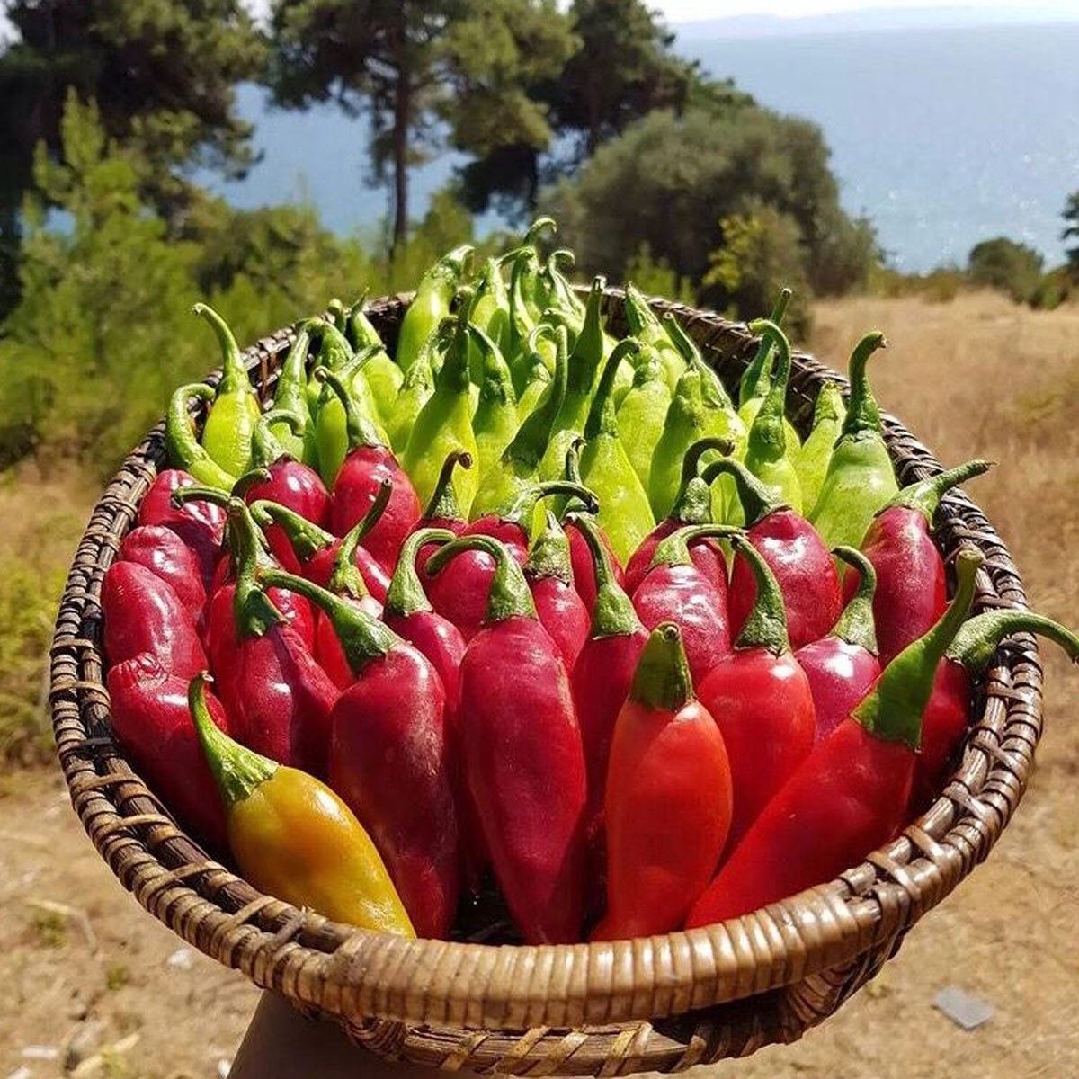 Balık Pepper Seed