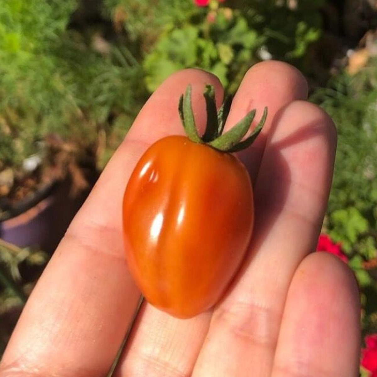 Balık Cherry Tomato Seed