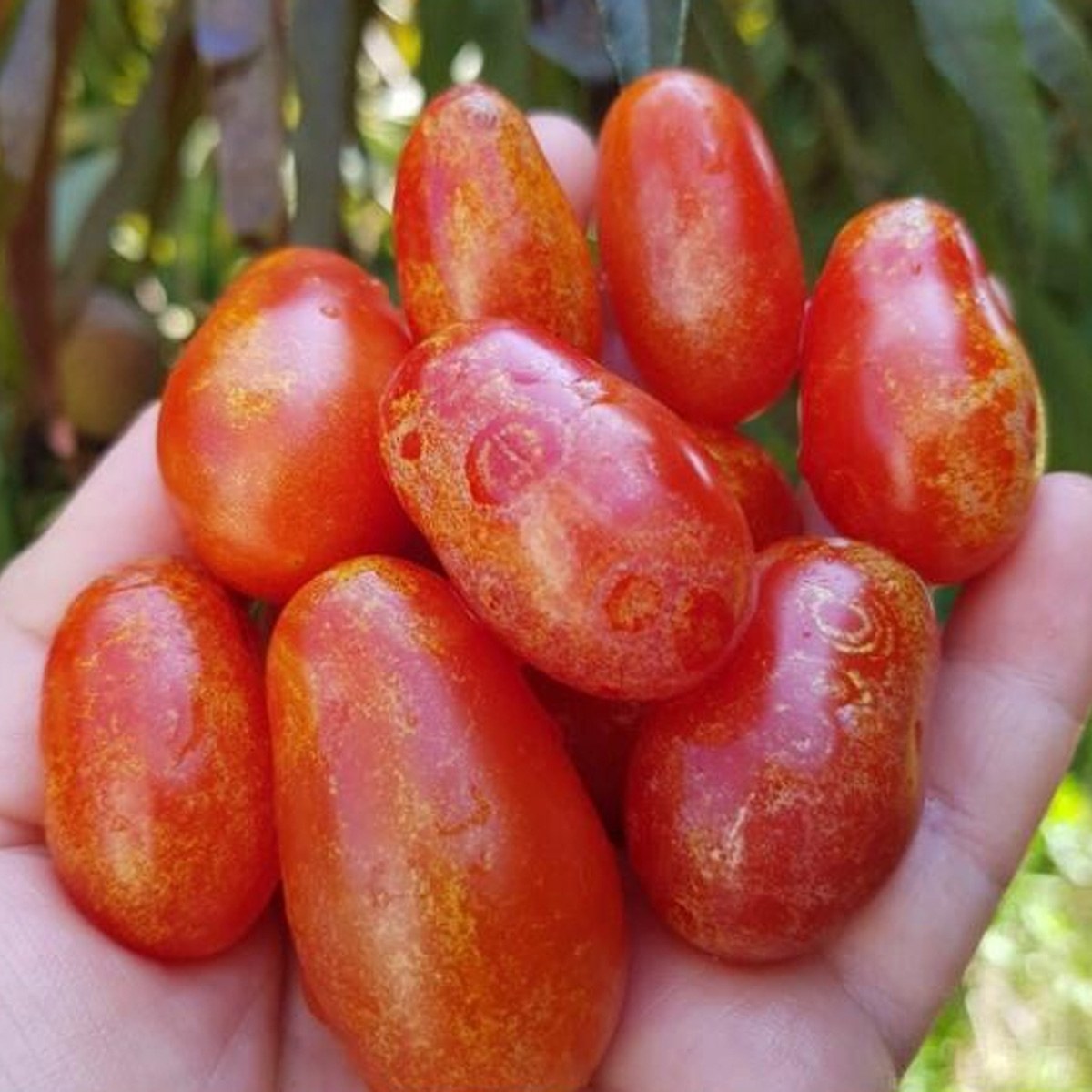 Speckled Pear Cherry Tomato Seed