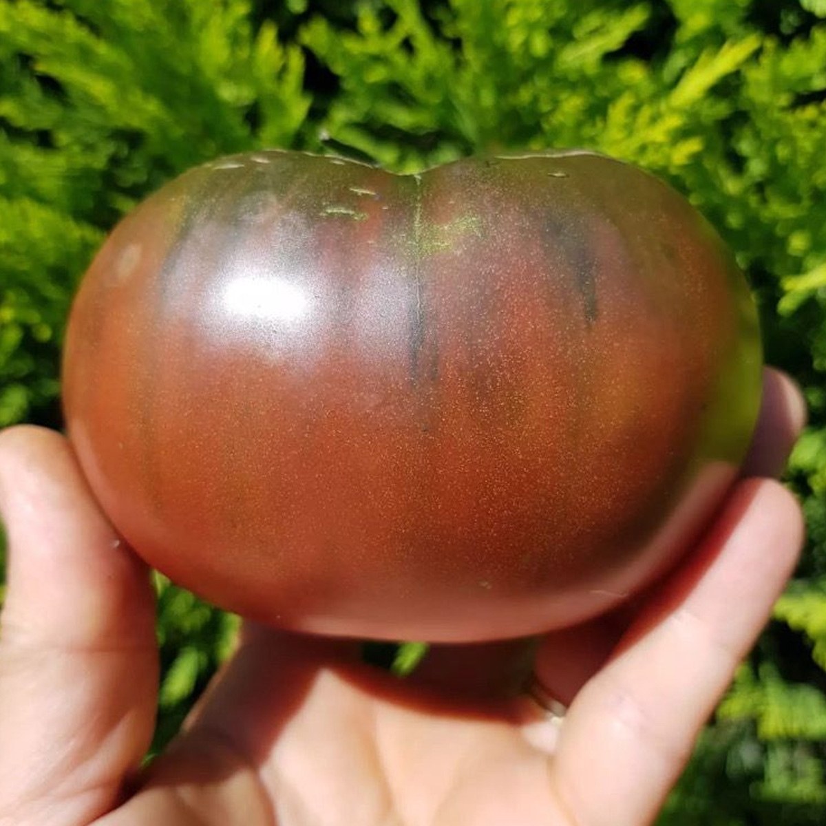 Blue Red Tomato Seed