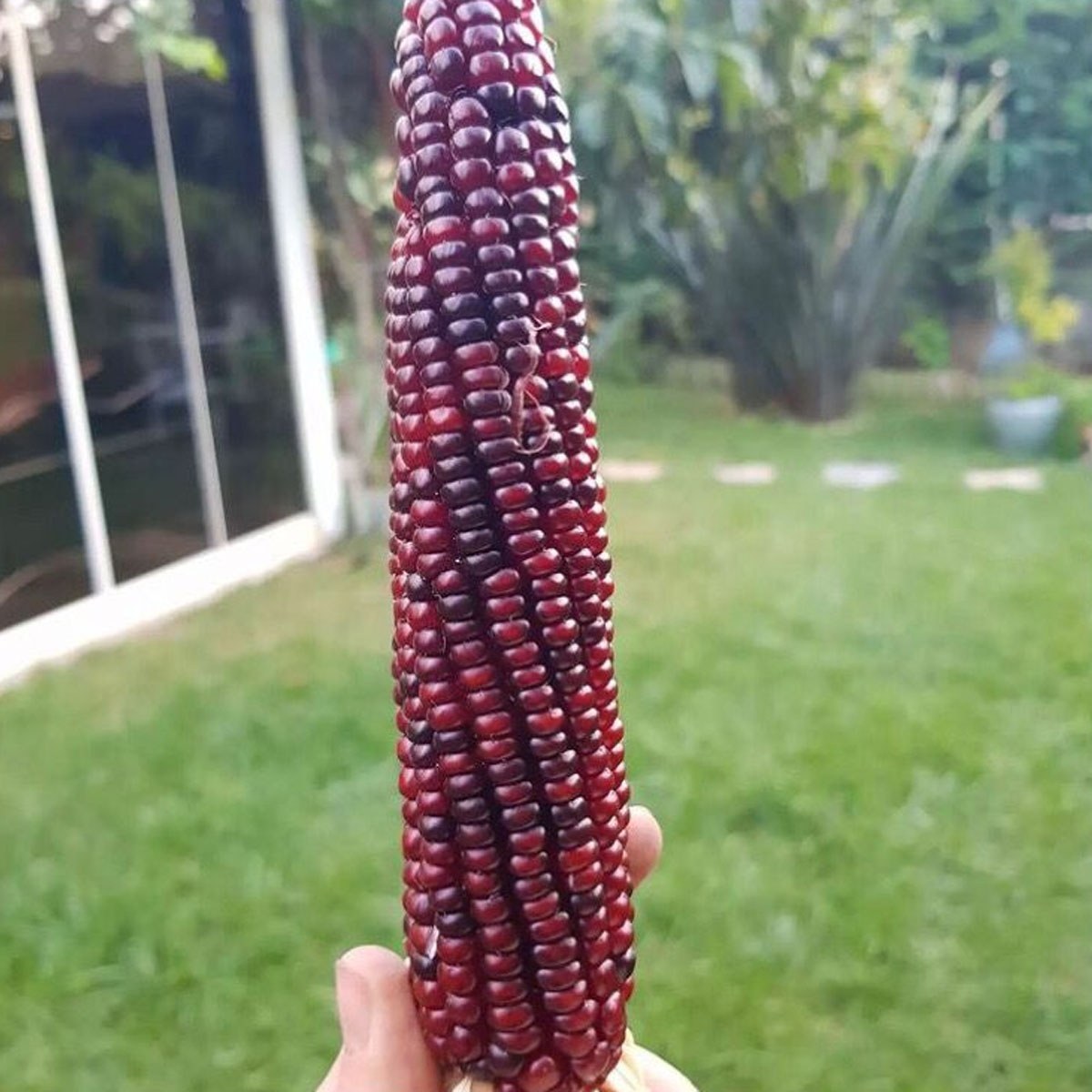 Burgundy Corn Seed