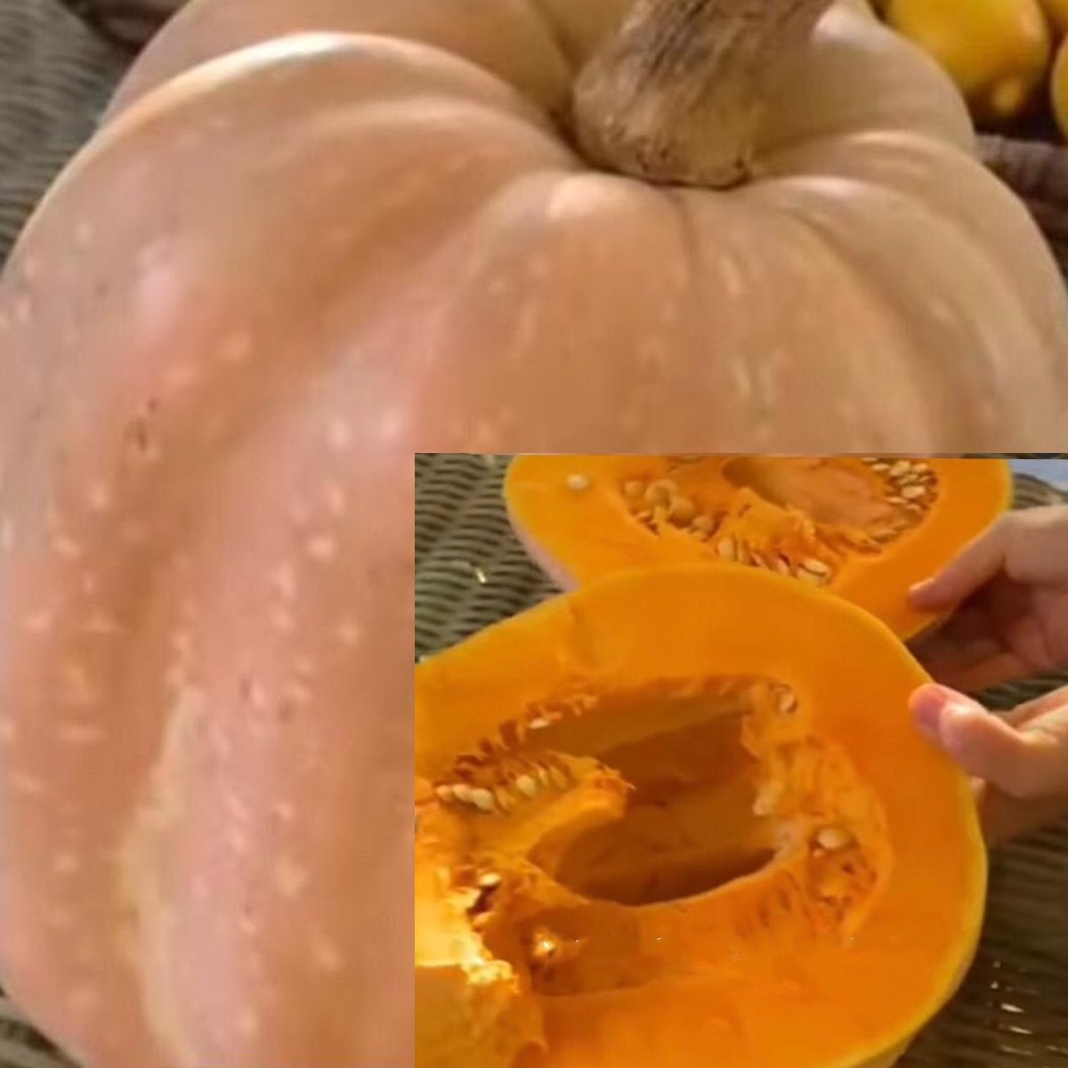 Bosnian Pumpkin Seed