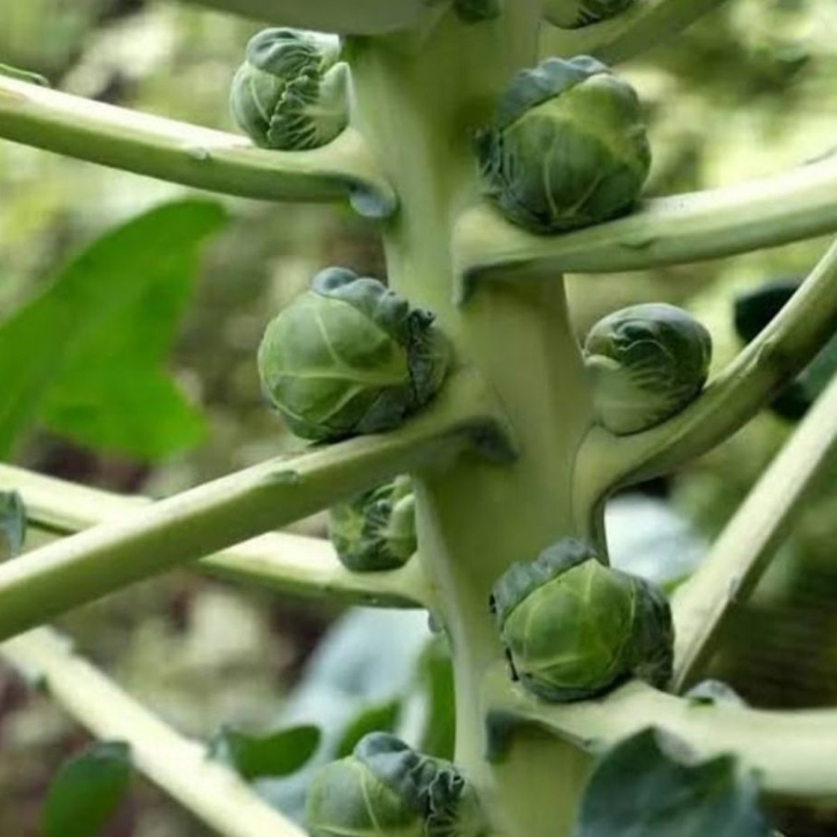 Brussels Sprouts Seed