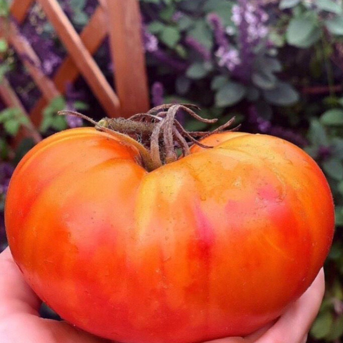 Çanakkale Tomato Seed