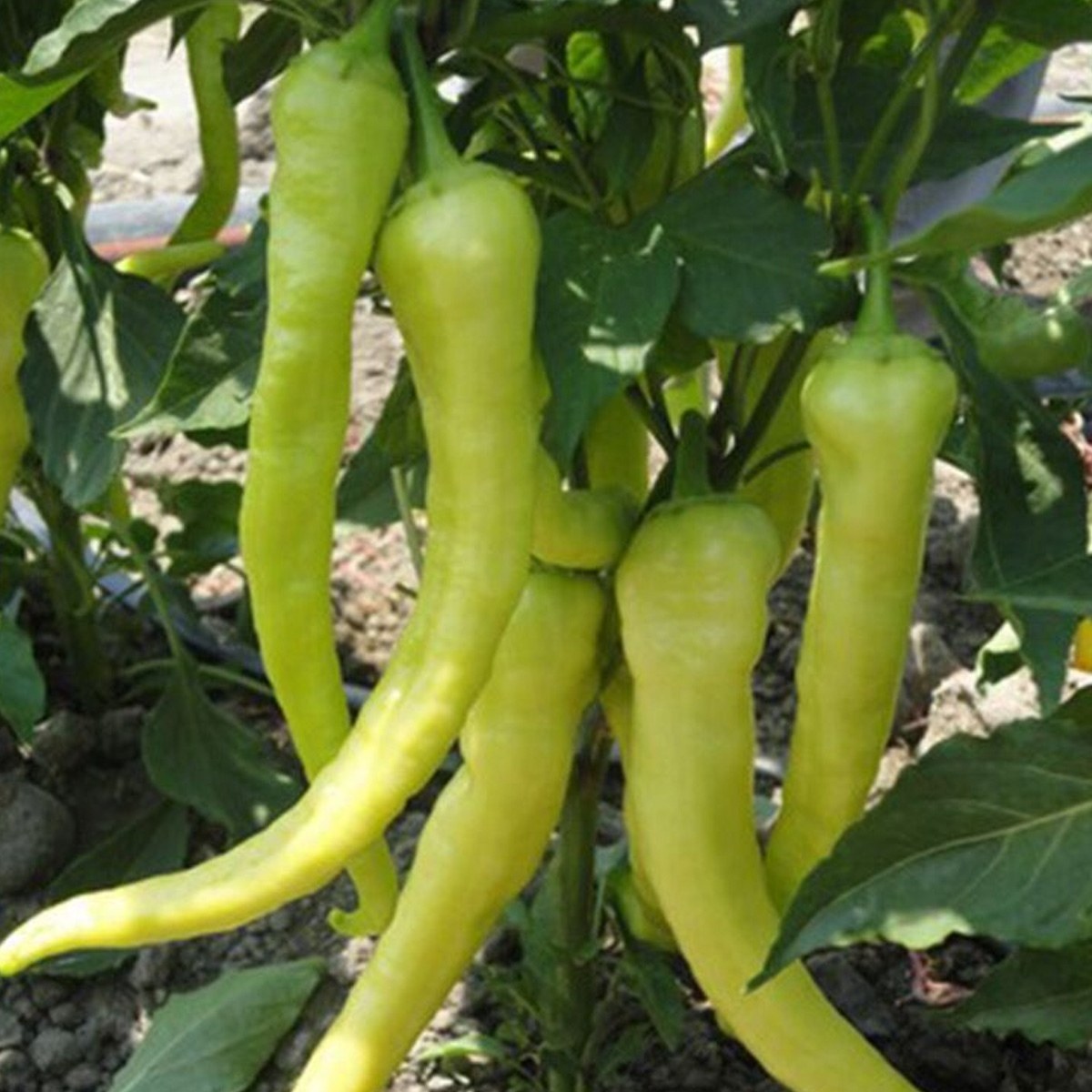 Charleston Pepper Seed
