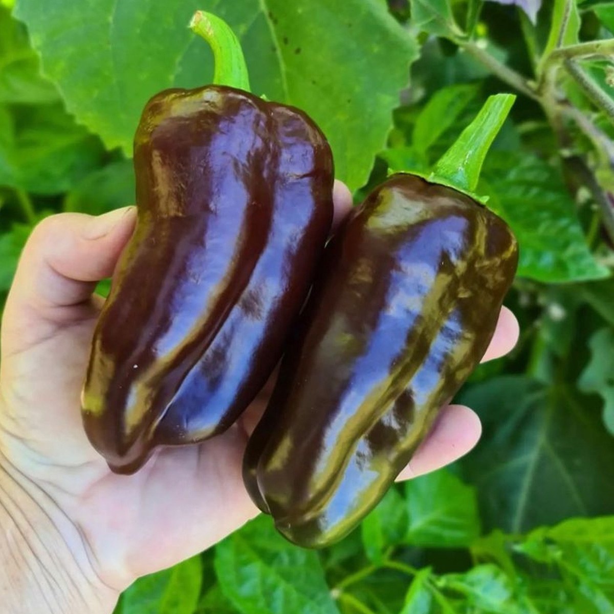 Chocolate Pepper Seed