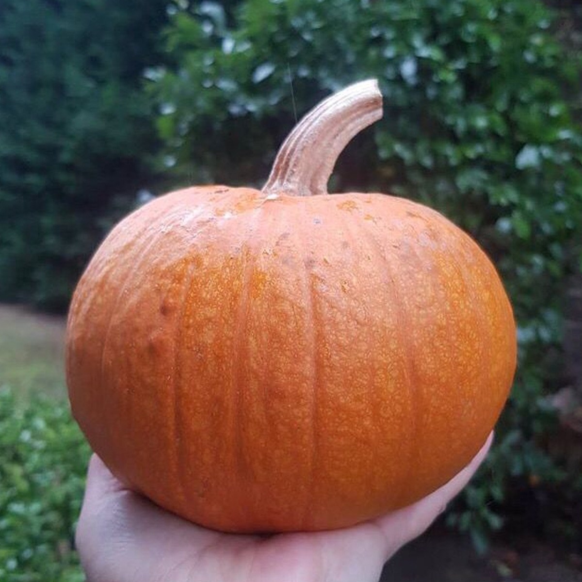 German Soup Squash Seed
