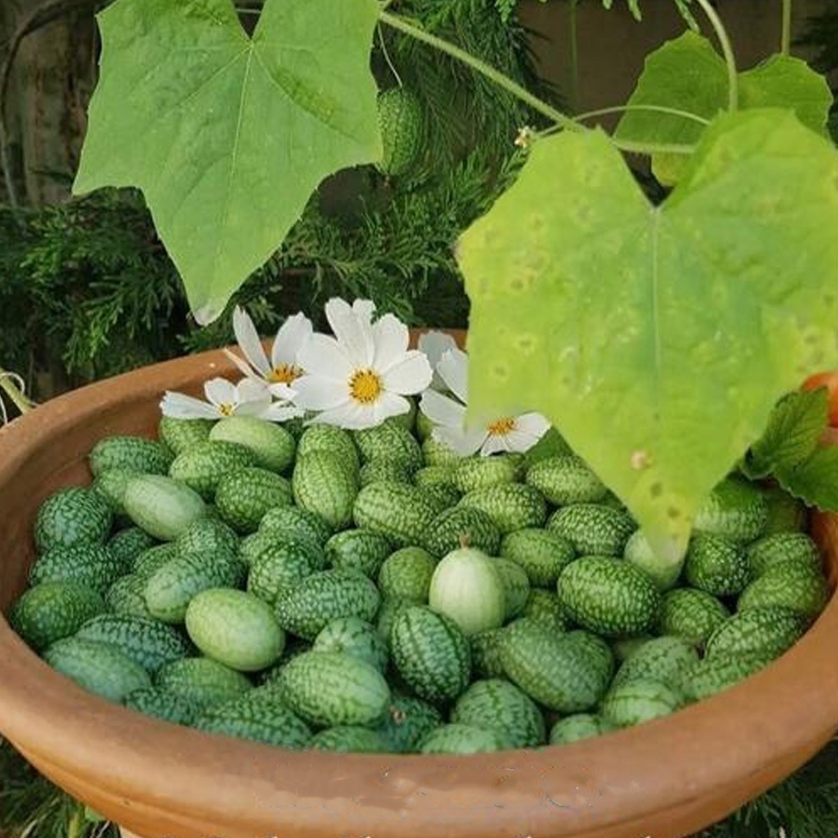 Cucamelon Mexican Cucumber Seed