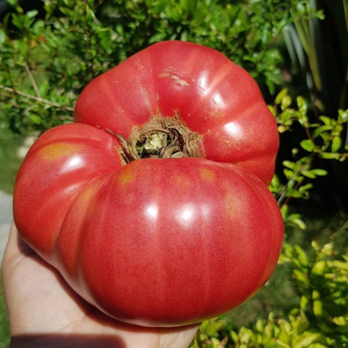 Giant Italian Pink Tomato Seed