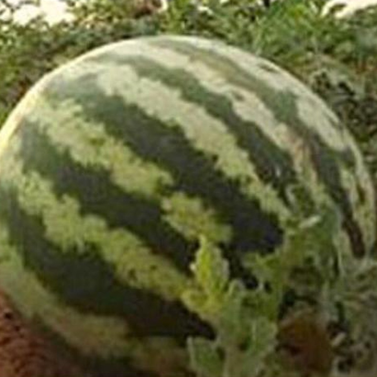 Diyarbakır Watermelon Seed