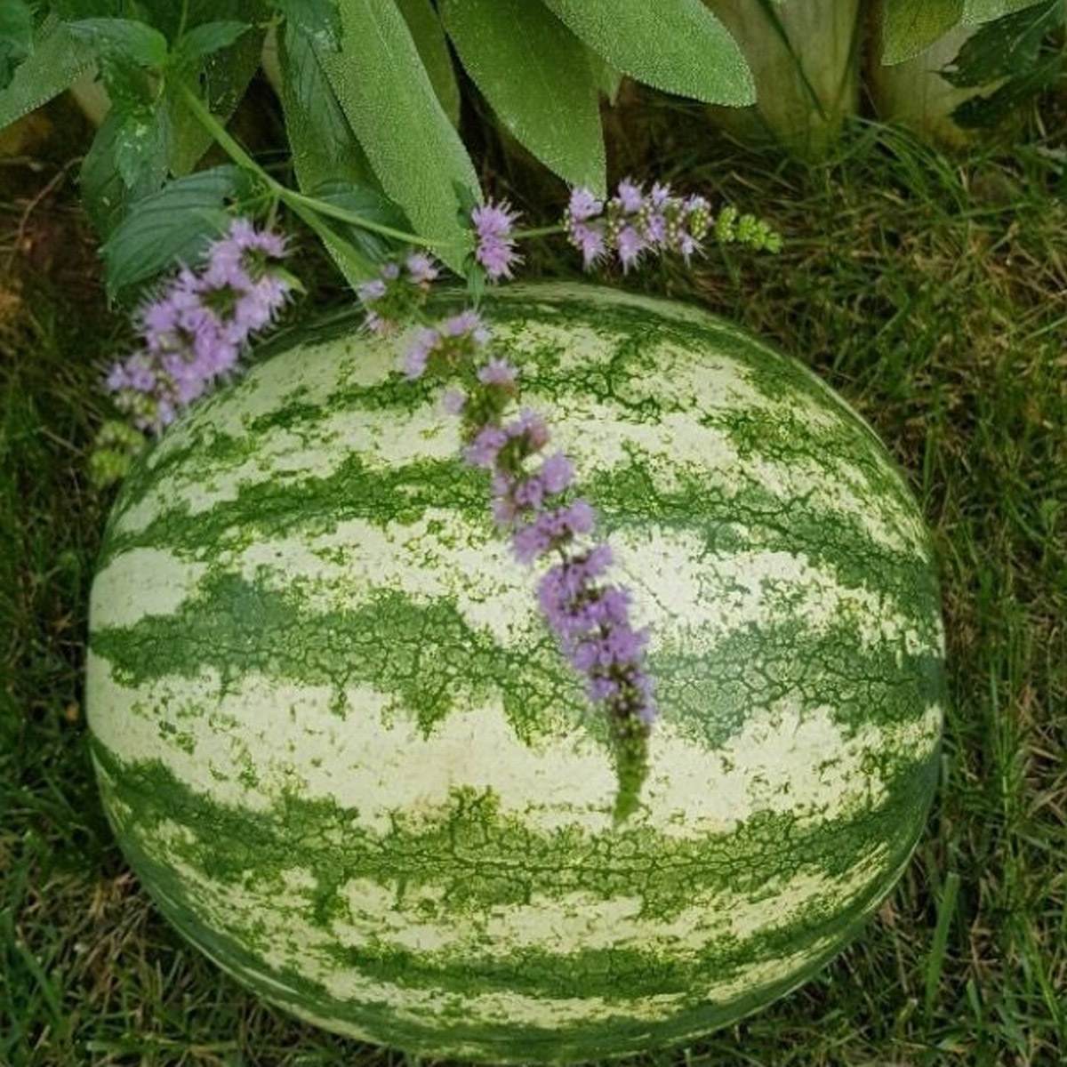 Diyarbakır Village Watermelon Seed
