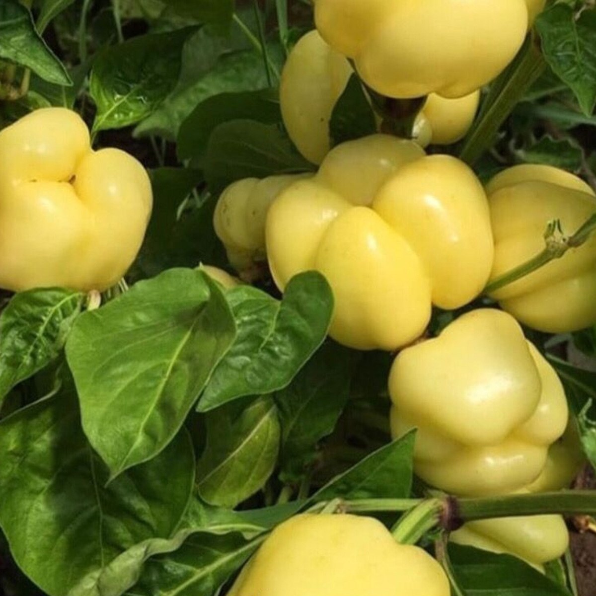 Elazığ White Stuffing Pepper Seed
