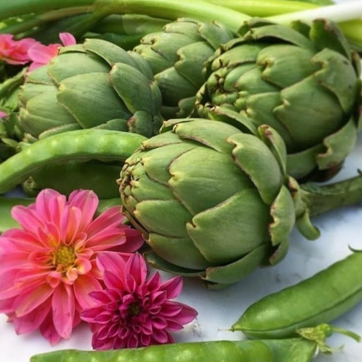 Artichoke Seed