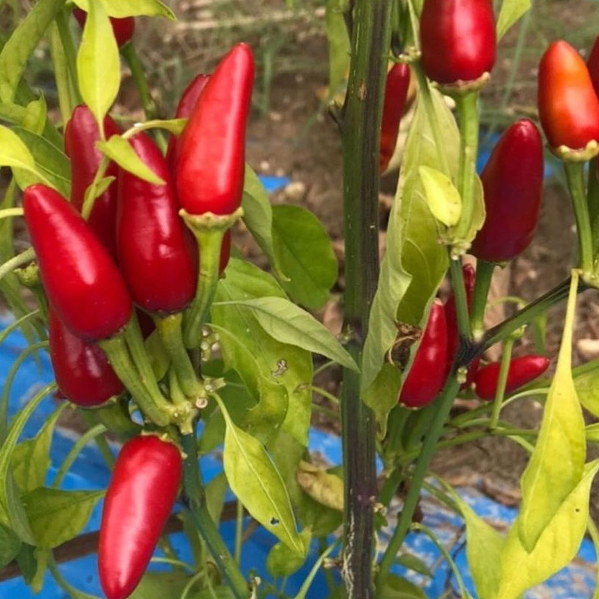 Fıstık Pepper Seed