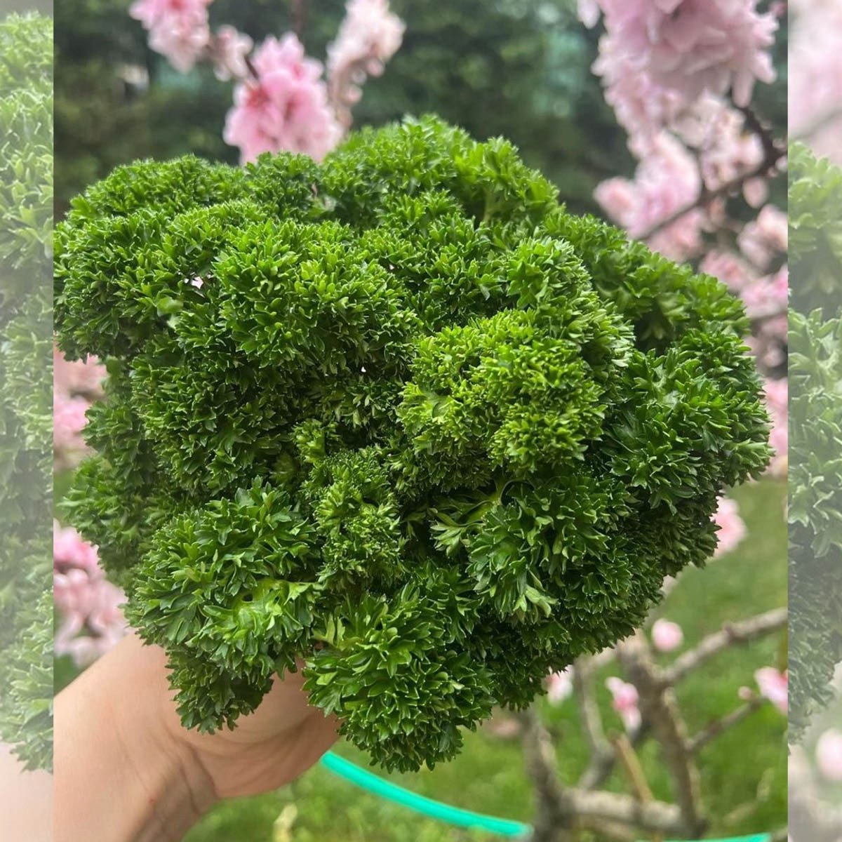 Chervil Seed