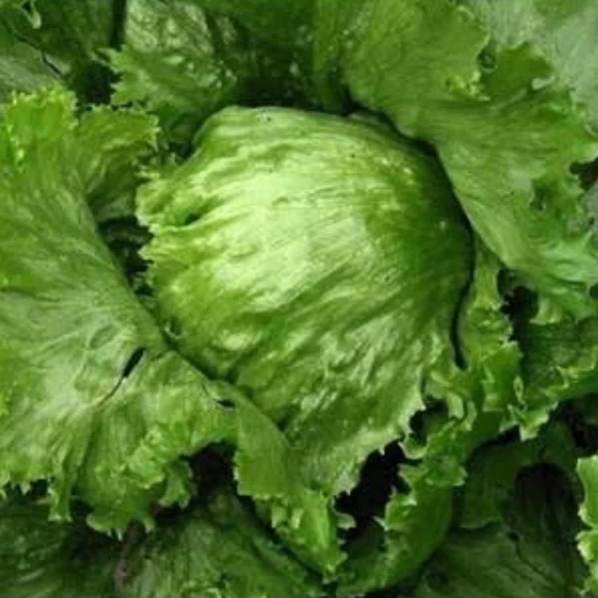 Iceberg Lettuce Seed