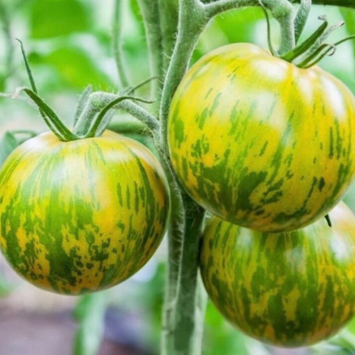 Green Zebra Cherry Tomato Seed