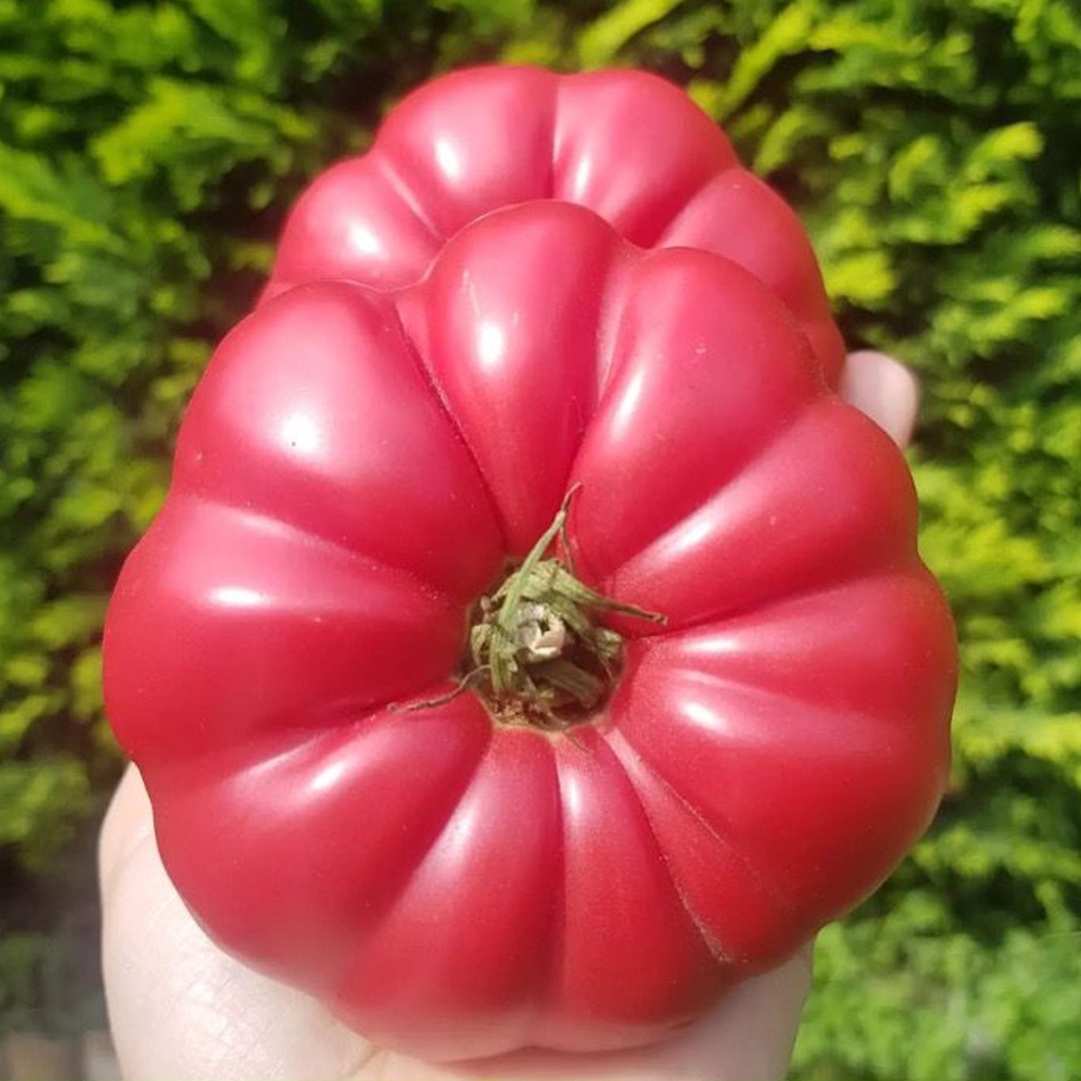 Rose Tomato Seed