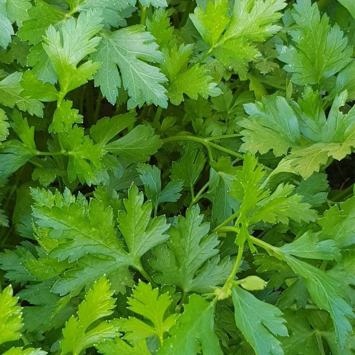 Large Leaf Parsley Seed