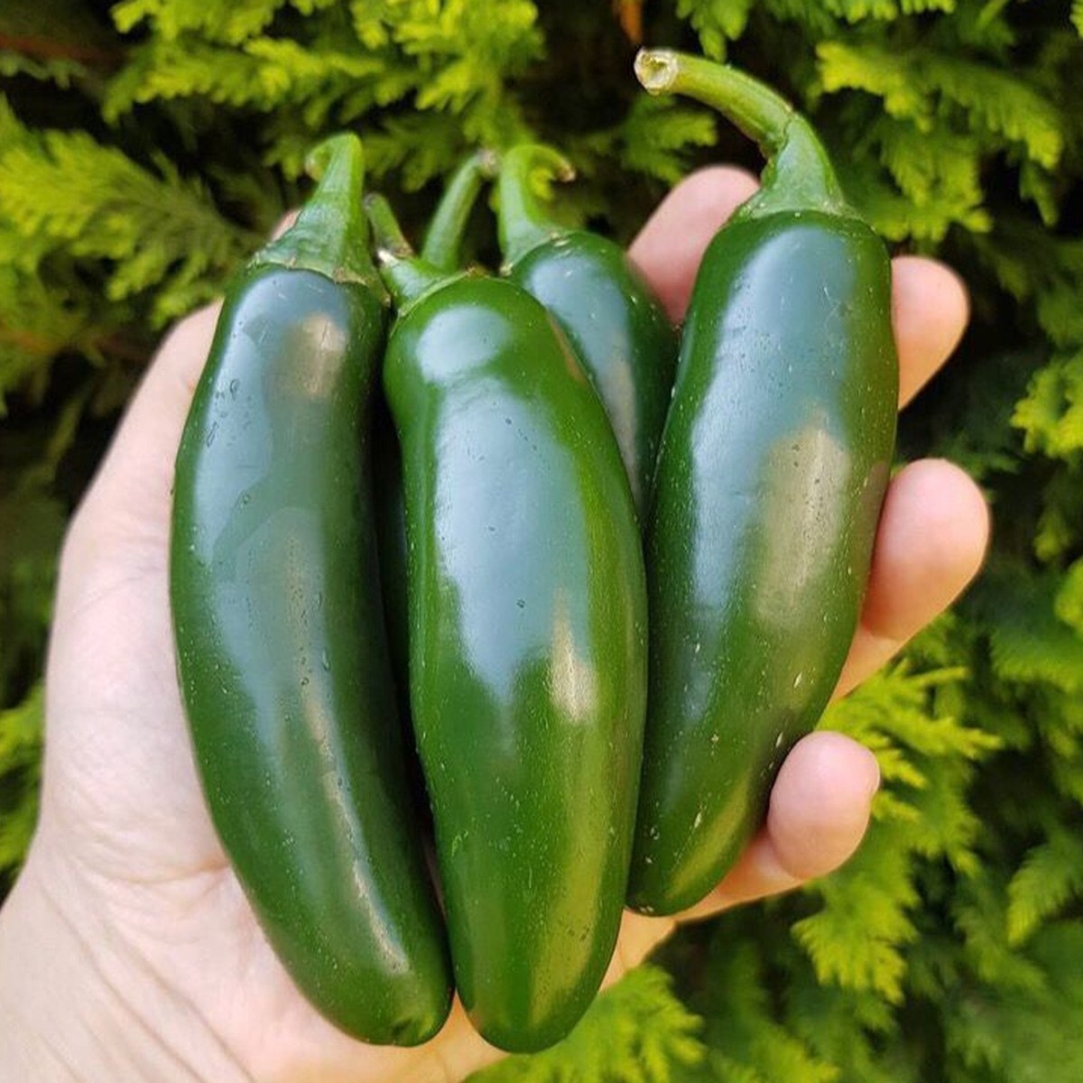 Jalapeno Pepper Seed