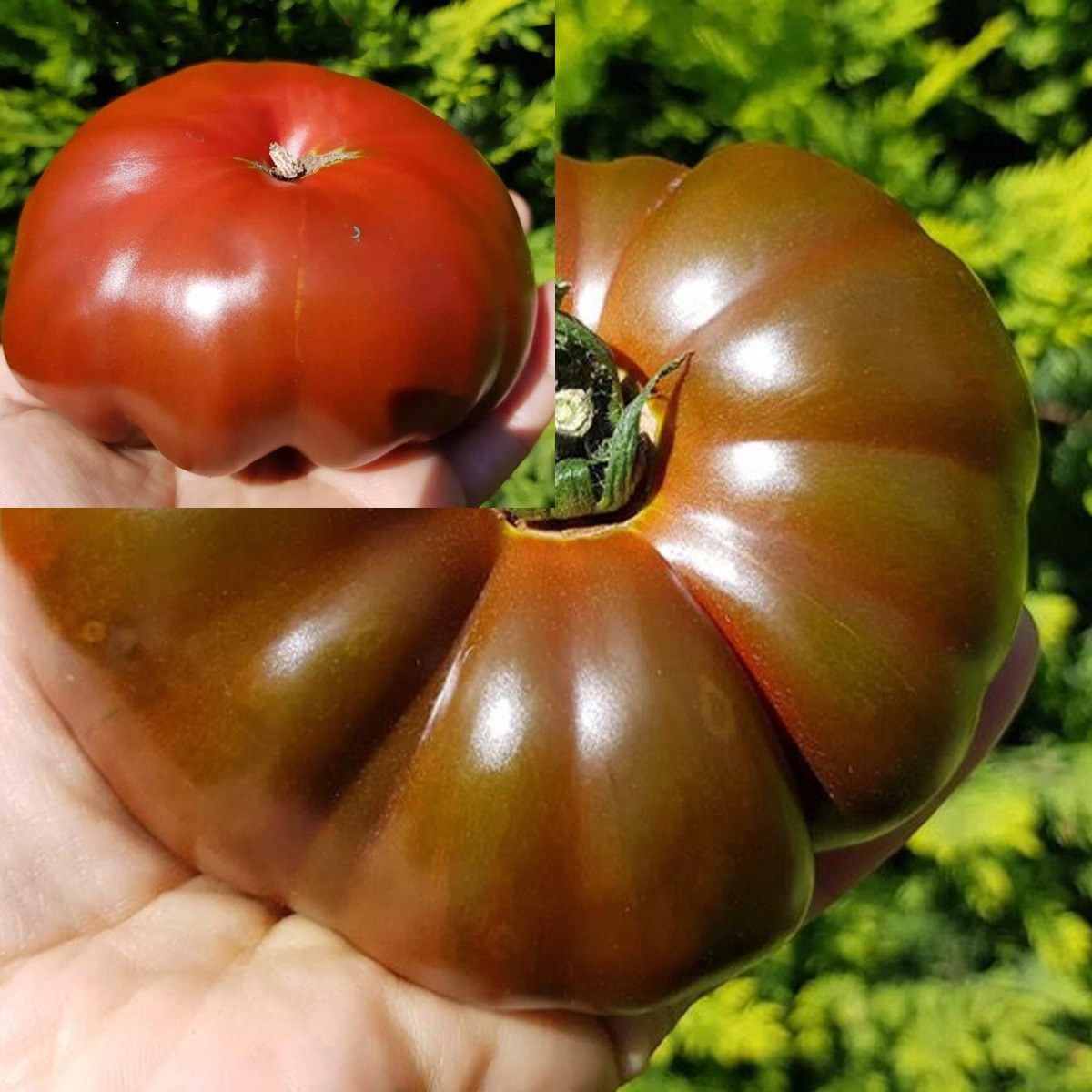 Jumbo Commando Tomato Seed