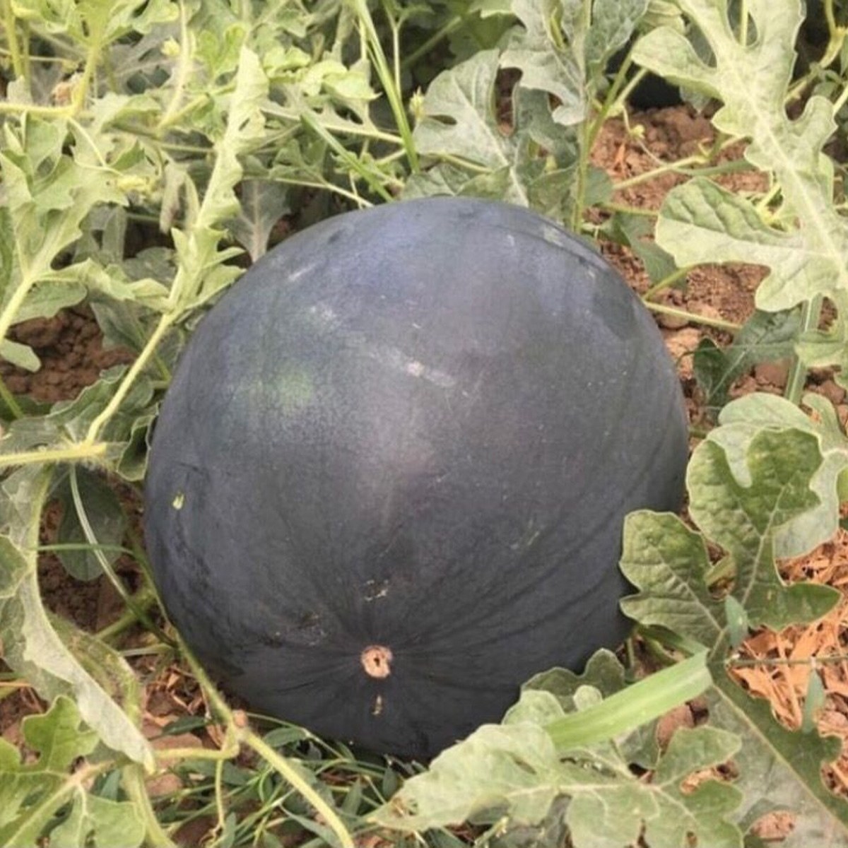 Black Watermelon Seed