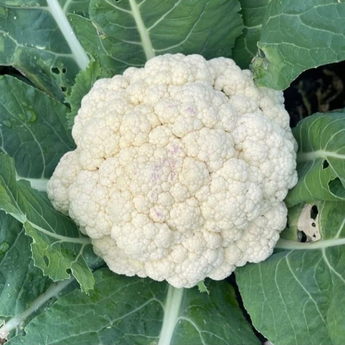 Cauliflower Seed