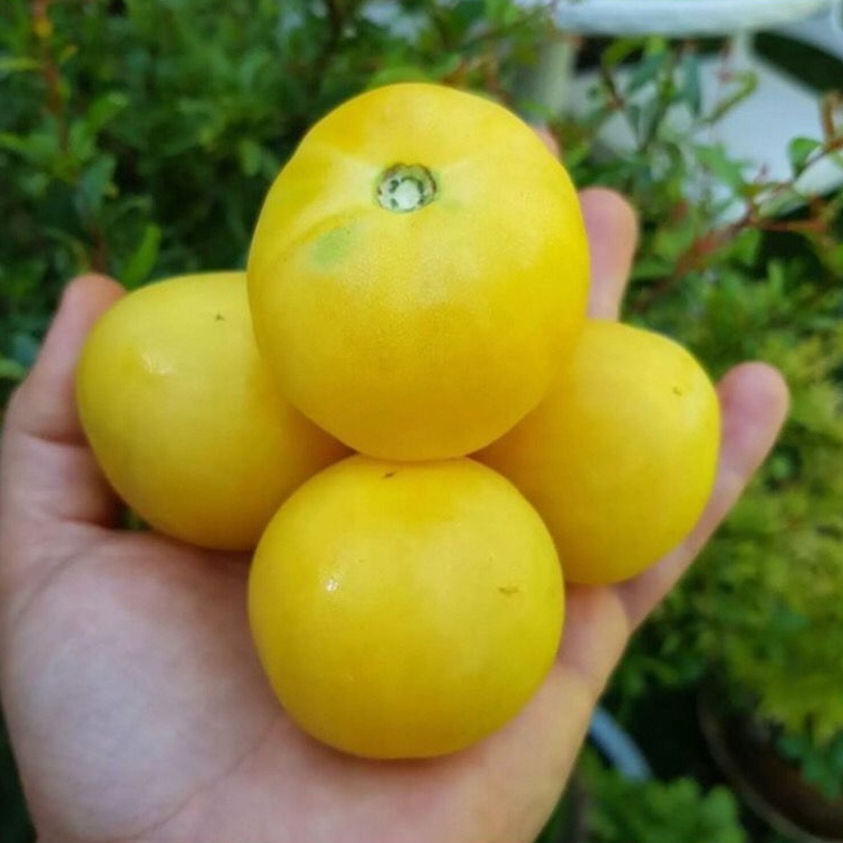 Apricot Tomato Seed