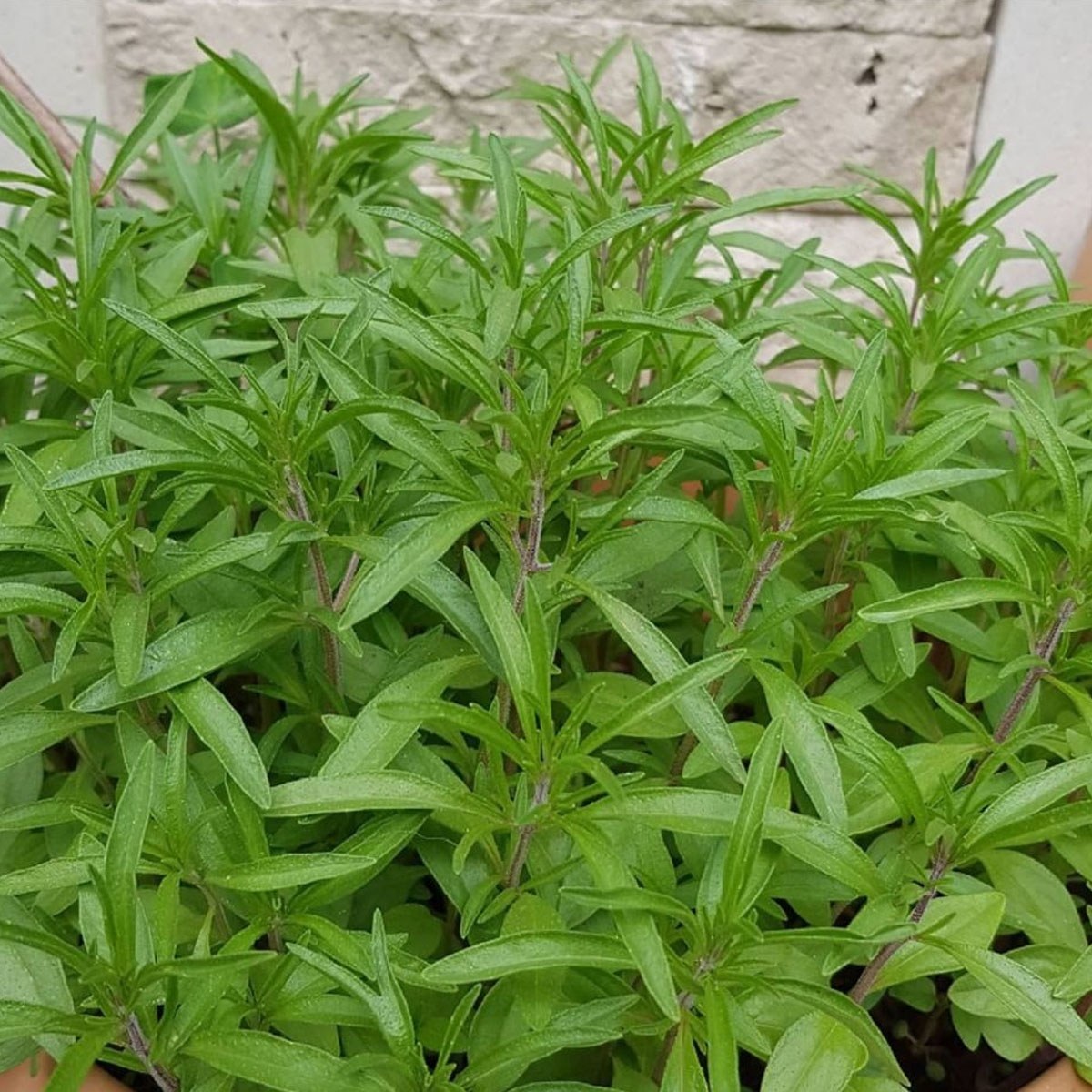 Thyme Seed