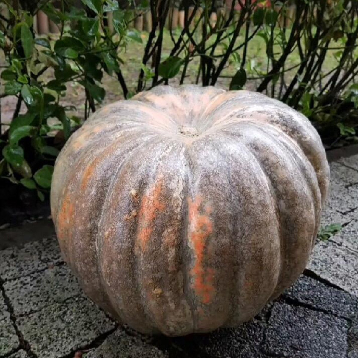 Keşan Chestnut Squash Seed