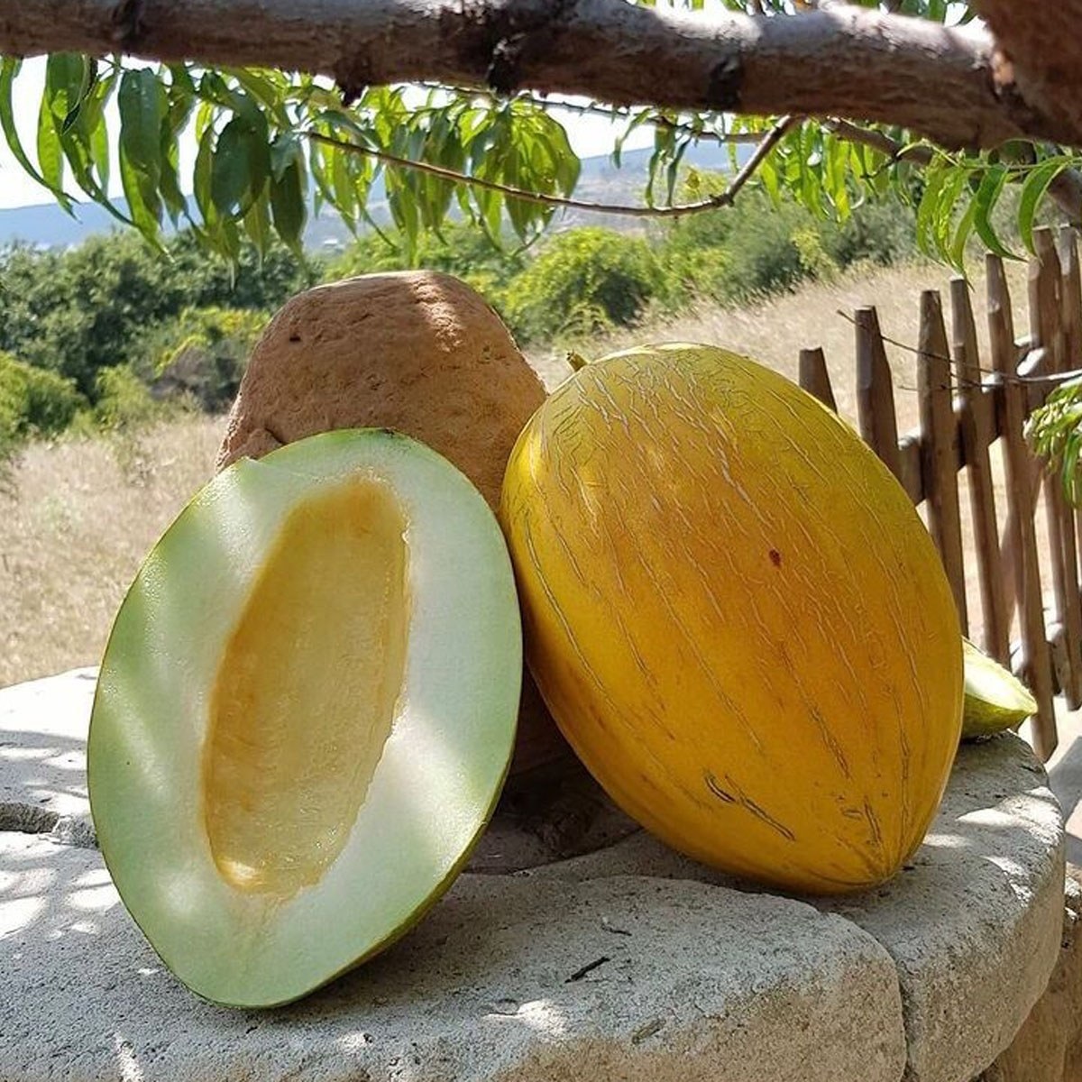 Keşan Mango Melon Seed