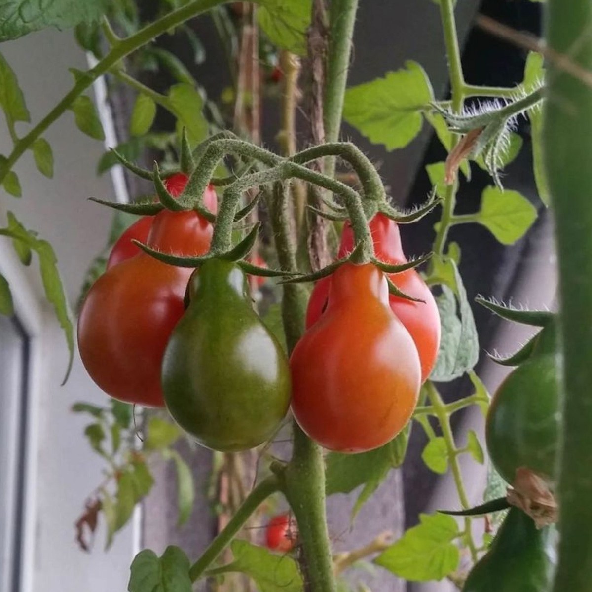 Red Pear Cherry Tomato Seed