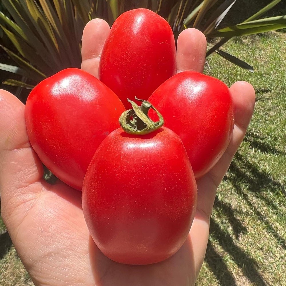 Red Flat Date Tomato Seed