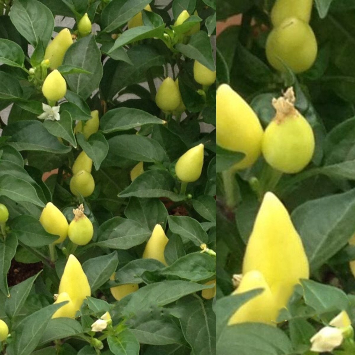 Conical Pepper Seed