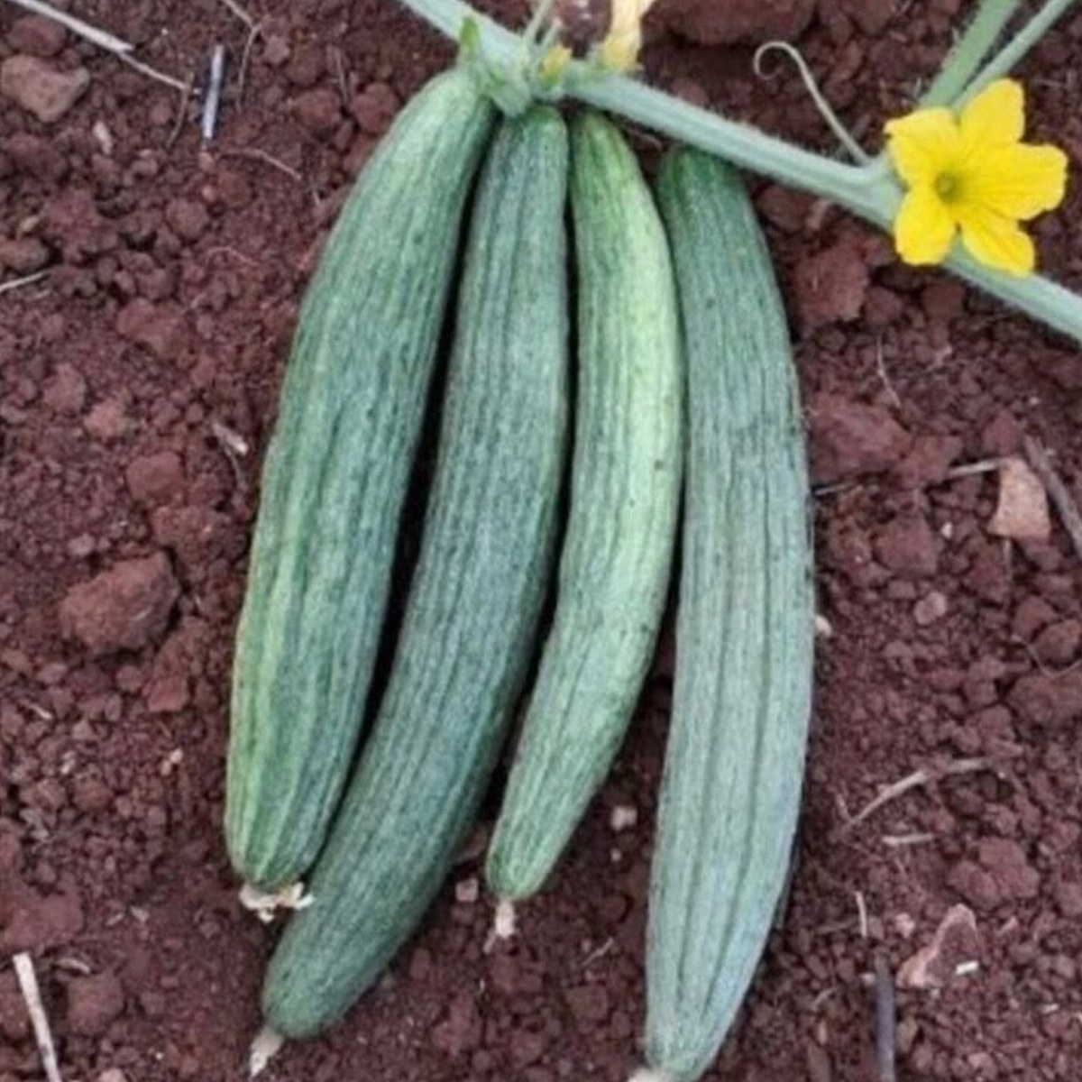 Dark Green Armenian Cucumber Seed