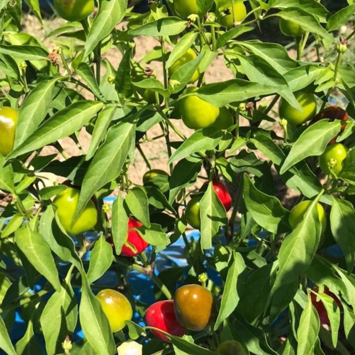 Small Cherry Pepper Seed