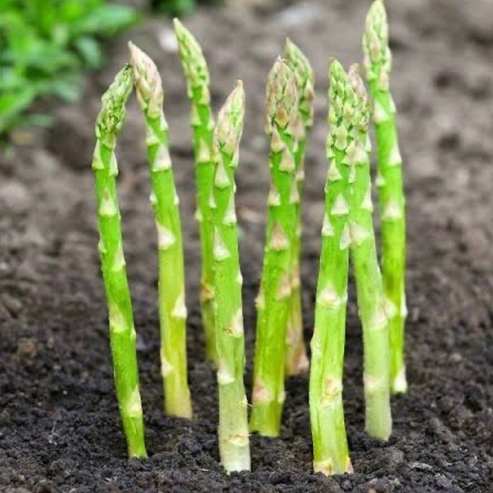 Asparagus Seed