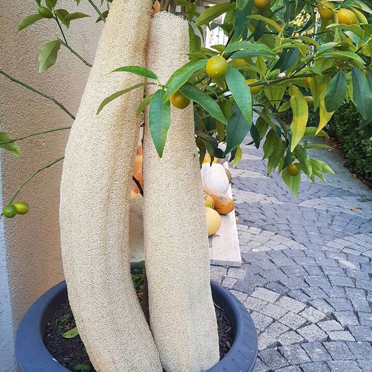 Natural Loofah