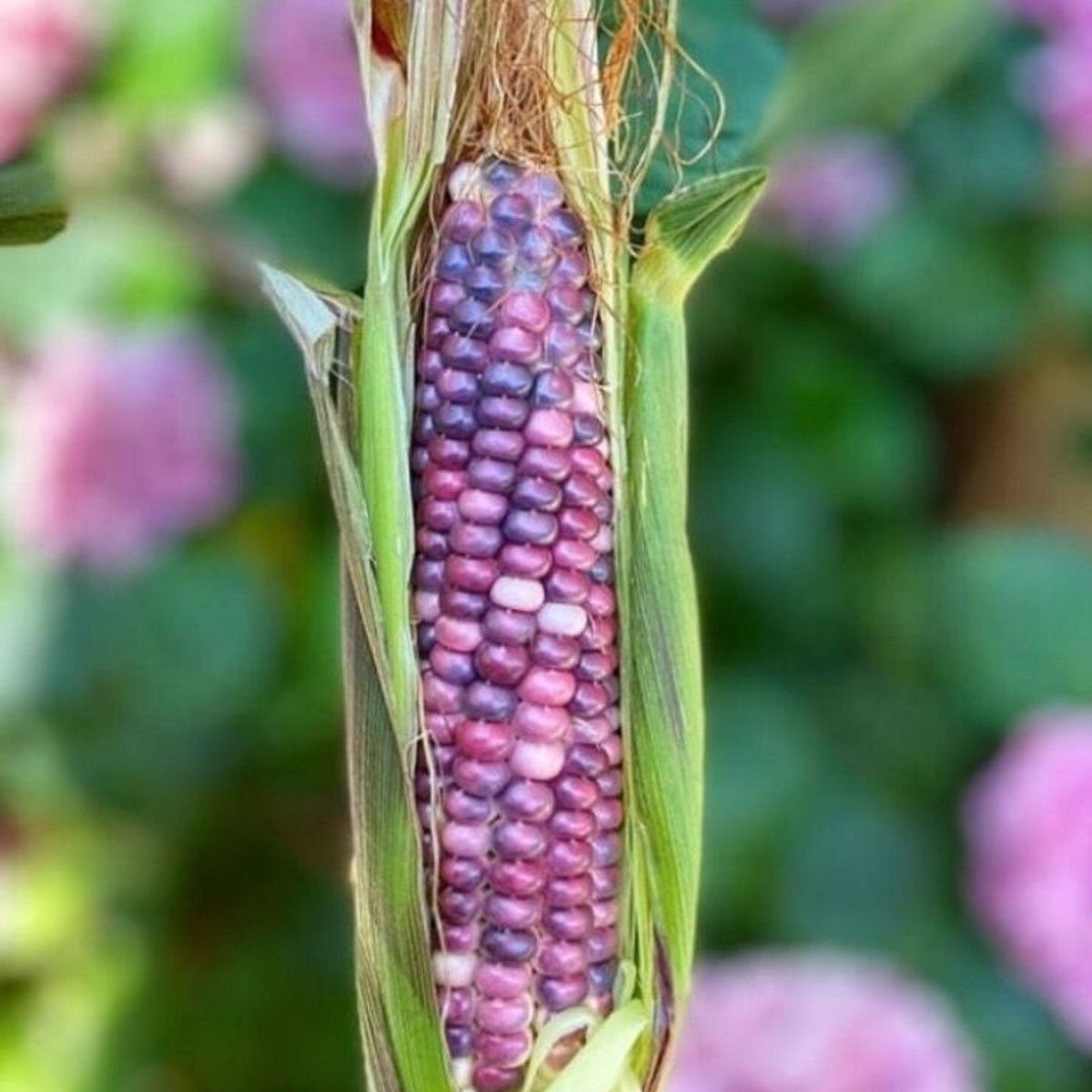 Lilac Corn Seed