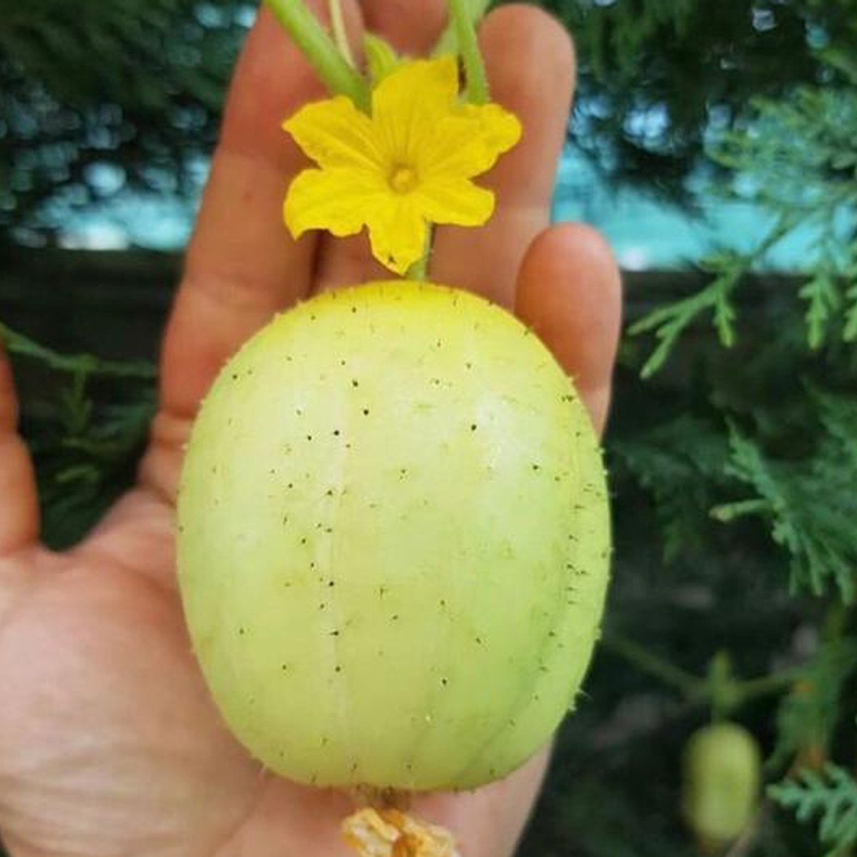 Lemon Cucumber Seed