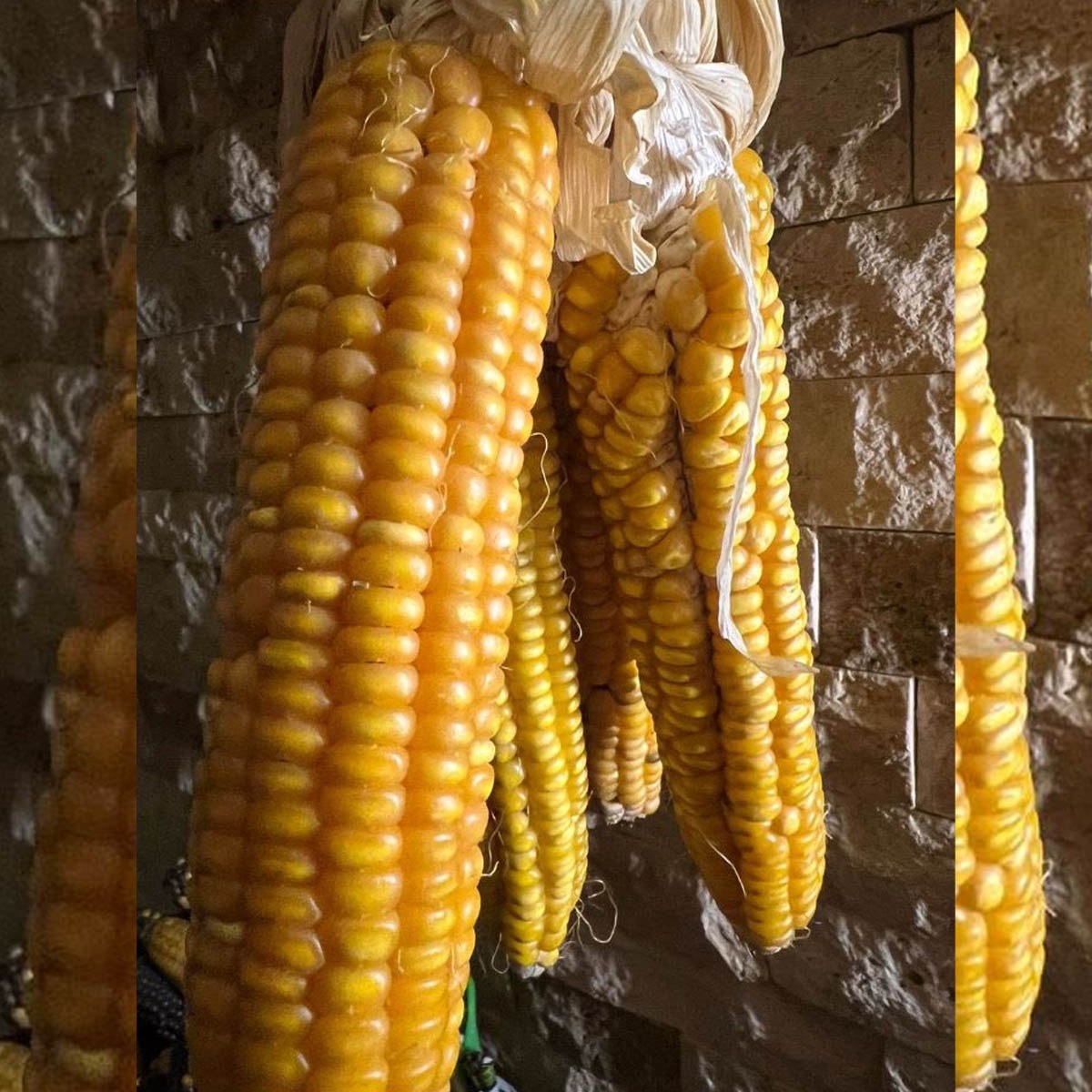 Malatya Corn Seed