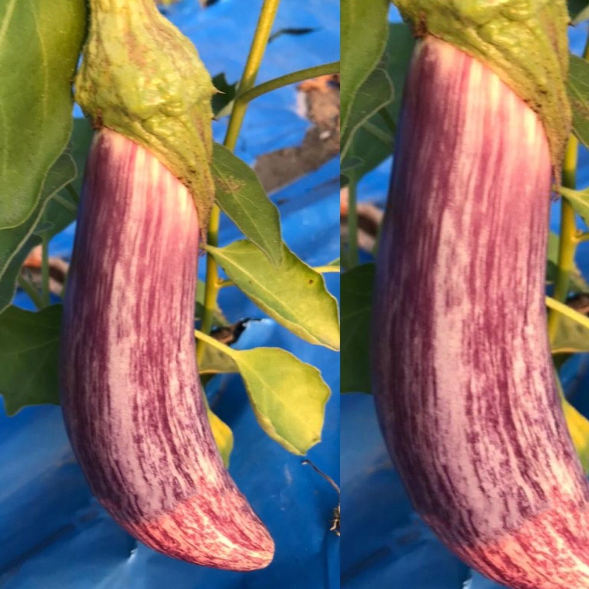Manisa Variegated Eggplant Seed