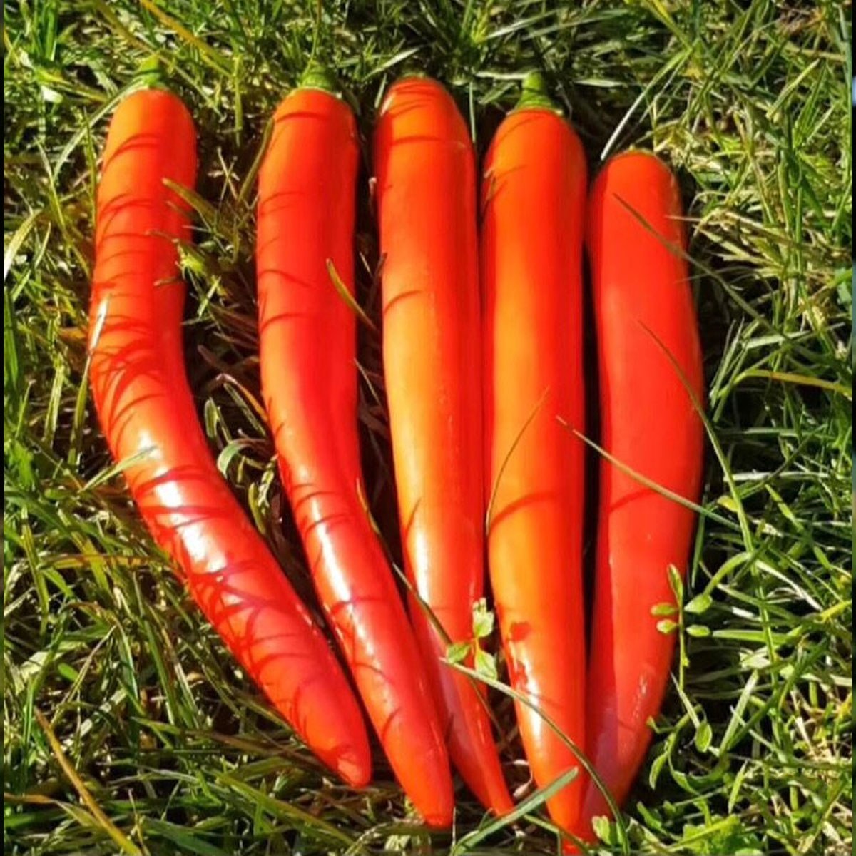 Mexican Pepper Seed