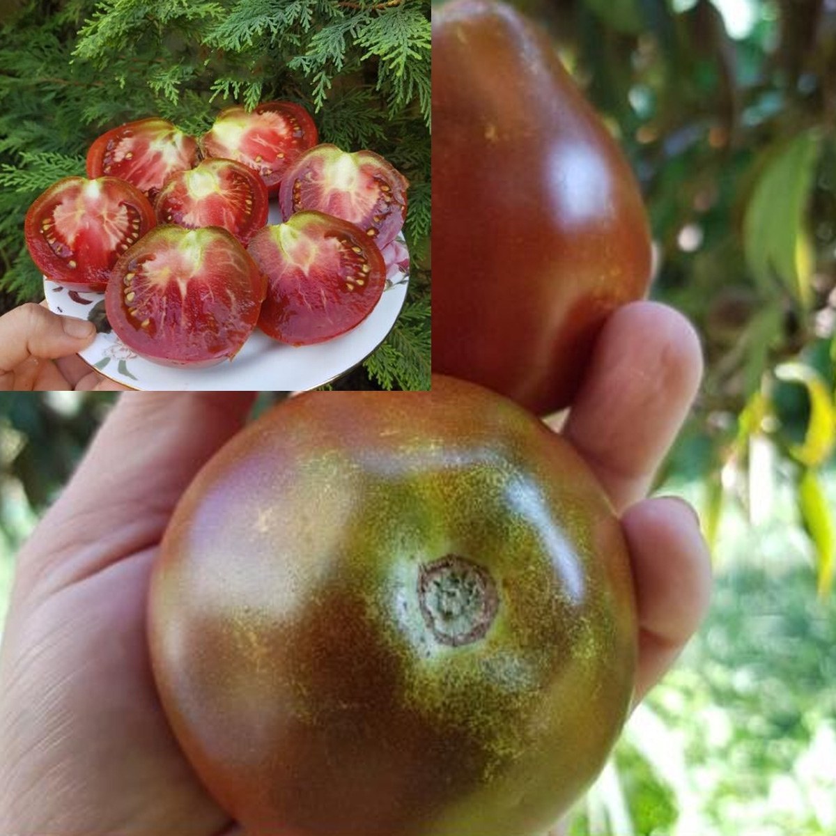 Mexican Tomato Seed